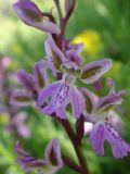 Orchis patens